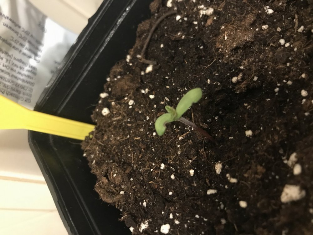 plantule.JPG