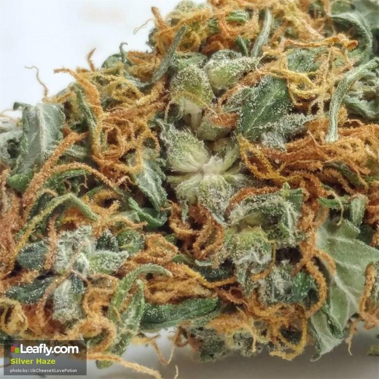 silver-haze__primary_d038.jpg