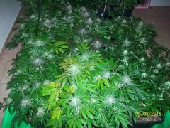 100_6707.JPG