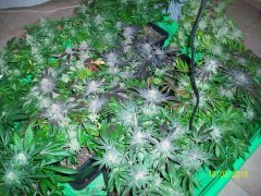 12/12 + 66 blac dog, c+ et blue cheese
