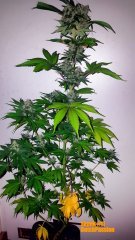 Skunk11-16/mars/18.jpg
