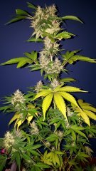 Skunk #11