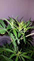 Pheno-Sativa-CBDSkunkHaze.jpg