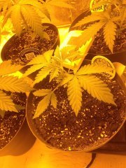 3 semaines depuis germination Menace to Society