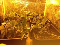 palissage semaine 4 depuis germination