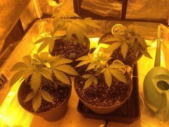 Semaine 3 apres germination