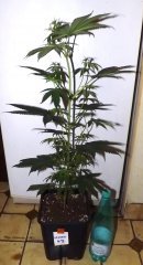 Mâle afghani 4