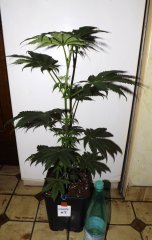 Mâle afghani 5