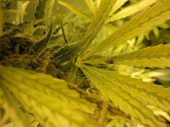 WW2CBD #Callof
