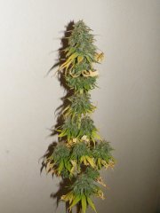 Purple Bud 12/12+78