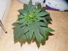 california indica 1