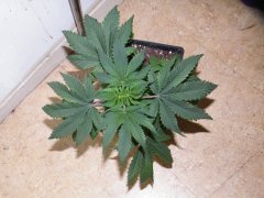 california indica 3 