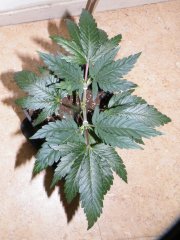 california indica 3 test ML
