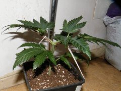 DSCF1190.JPG