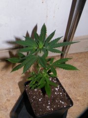 skunky#2