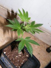 sour blueberry 1