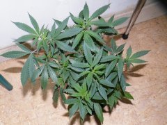 skunky#3