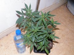 DSCF1199.JPG