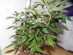 DSCF1200.JPG