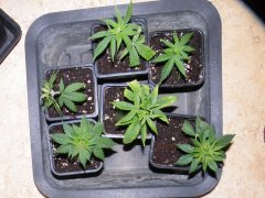 boutures prises et rempotées critical kush/sour blueberry/skunky#3