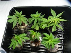 boutures purple bud/critical kush/skunky#3