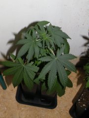 purple bud 3