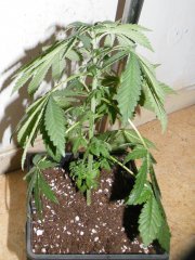 DSCF1208.JPG