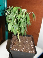 pm skunk#1 avant root triming