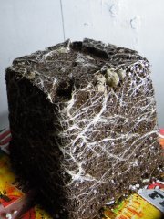 DSCF1210.JPG