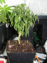 DSCF1214.JPG