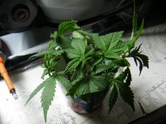 boutures skunk#1