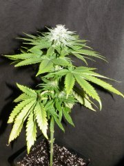 Purple Bud