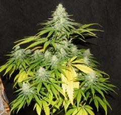 Critical Kush 1
