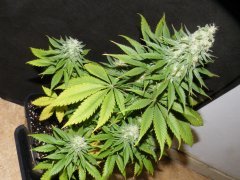 Critical +