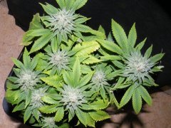 Skunky#3