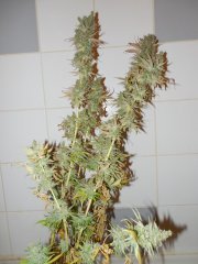 chocolope4