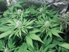 Blueberry skunk Flying