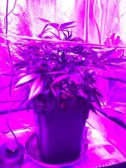 IMG_0039.JPG