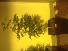 CRO - Greeen Crack # 2
