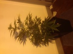 CRO - Green Crack