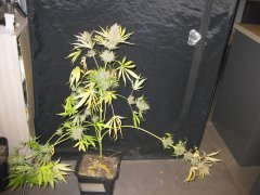 straw. cough dp