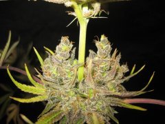 straw. cough dp