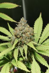 SweetDeepGrapefruit Flo+60