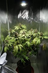 SweetDeepGrapefruit Flo+67