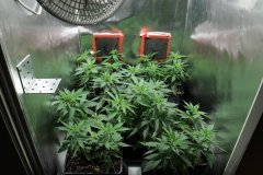 5 x SweetDeepGrapefruit