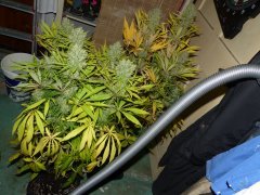 Lemon 1er plan + Amné