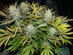 Lemon Og Candy en G.D sous 600 W