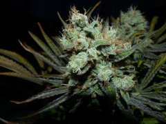Bud Lemon Og Candy