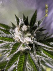 og kush x sour diesel