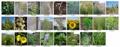 Photos_Especes_Syntaxon_Sysimbrium_officinale_03+.jpg
